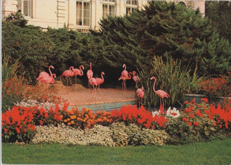 Ansichtskarte Frankfurt Main - Zoo, Flamingos aus der Kategorie Frankfurt