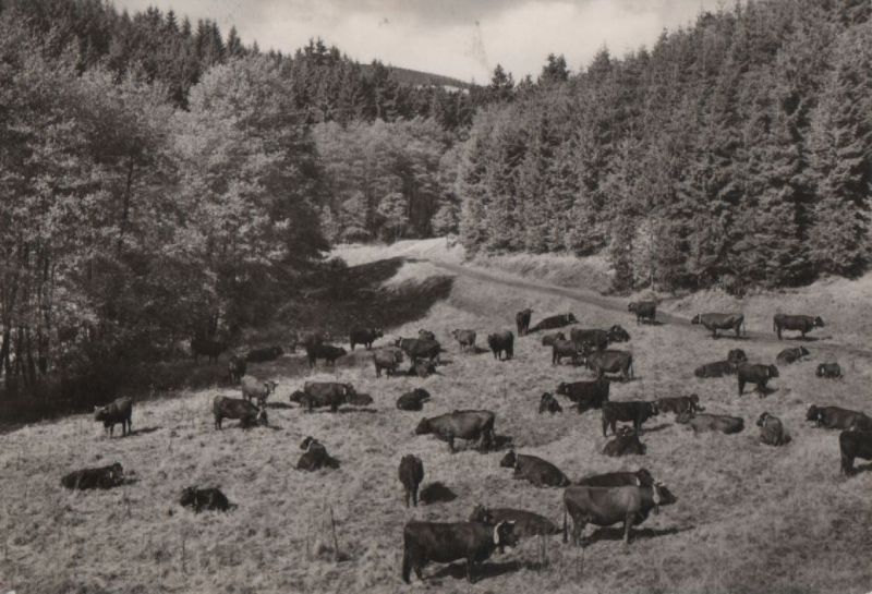 Ansichtskarte Harz - Kuhherde im Wald aus der Kategorie Harz
