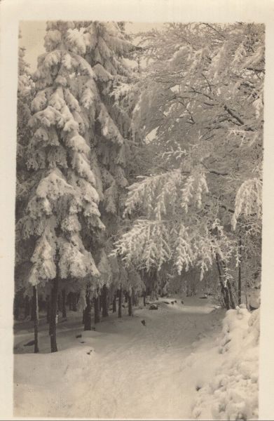 Ansichtskarte Wald im Winter aus der Kategorie Natur